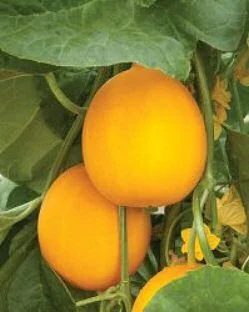 budgetseeds2951646