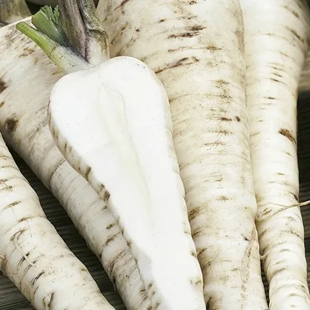 budgetseeds2951831