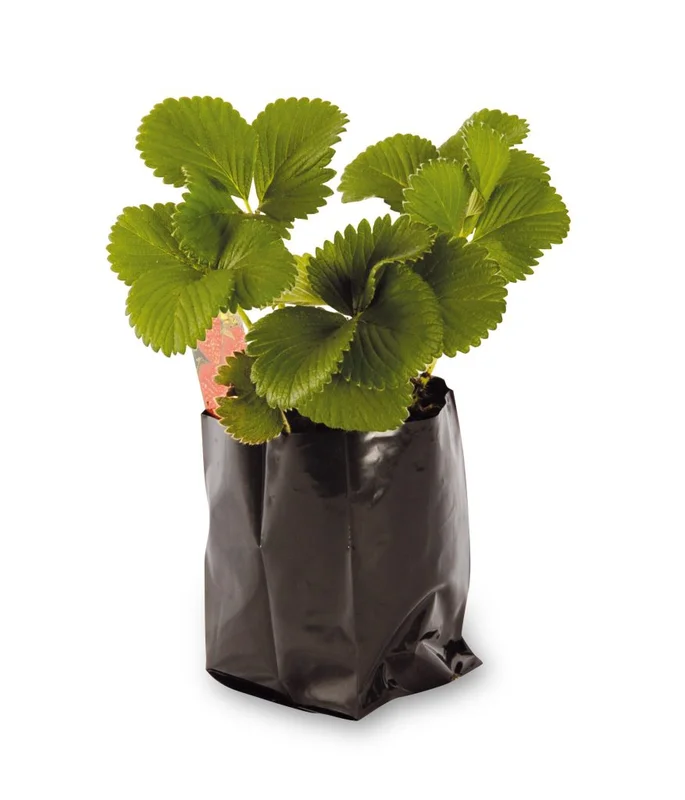 budgetseeds2952172