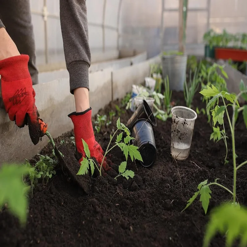 budgetseeds2952362