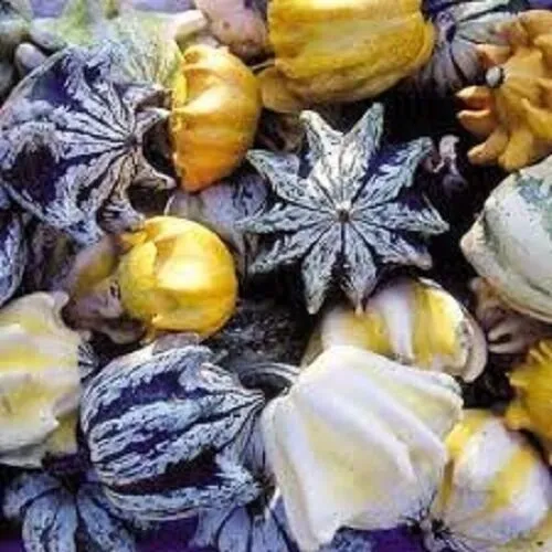 budgetseeds2952793
