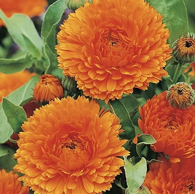 budgetseeds2952903