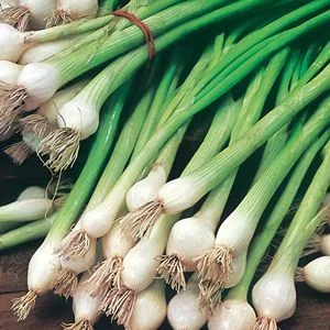 budgetseeds2952923