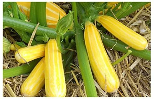 budgetseeds2953024