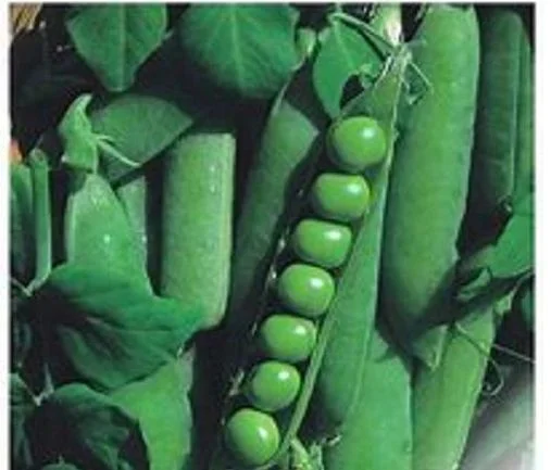 budgetseeds2953233