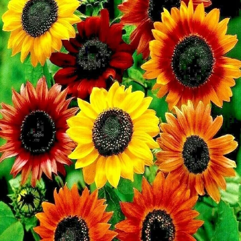 budgetseeds2953249