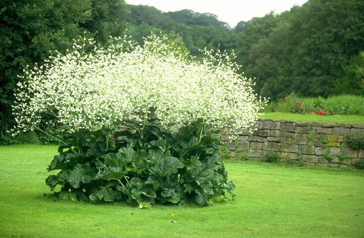 budgetseeds2953440