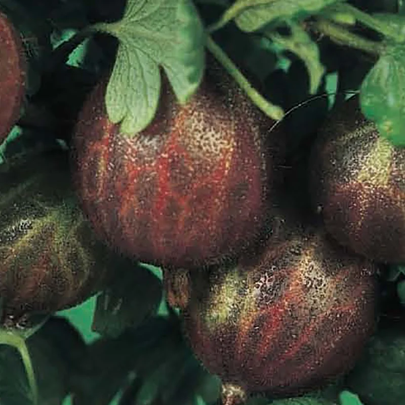 budgetseeds2953568