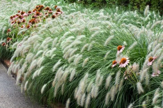 budgetseeds2954262