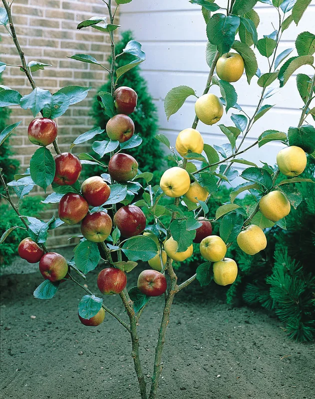 budgetseeds2954483