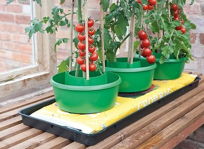 budgetseeds2954793