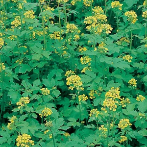 budgetseeds2954810
