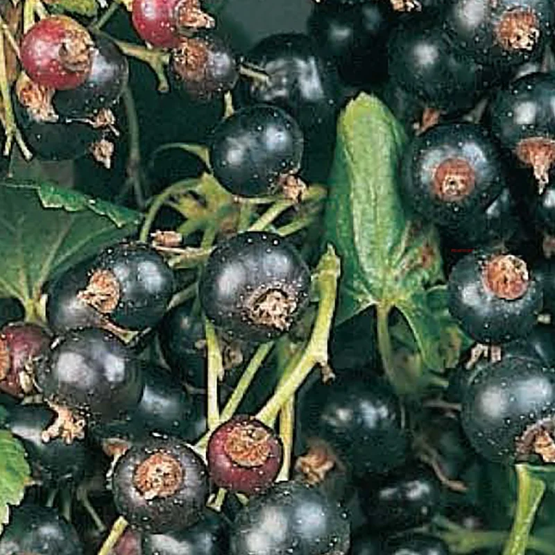 budgetseeds2955451