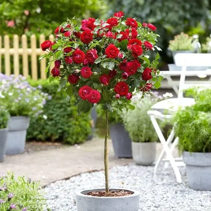 budgetseeds2955486
