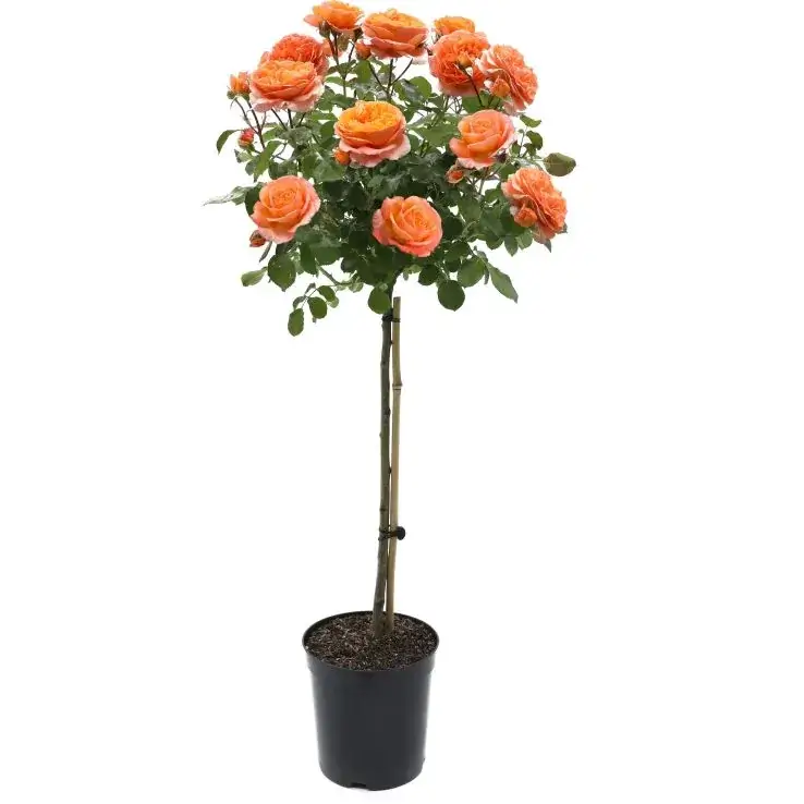 budgetseeds2955537