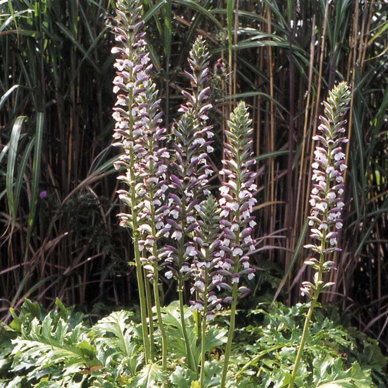 claireaustin-hardyplants2980226