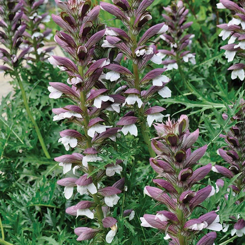 claireaustin-hardyplants2980261