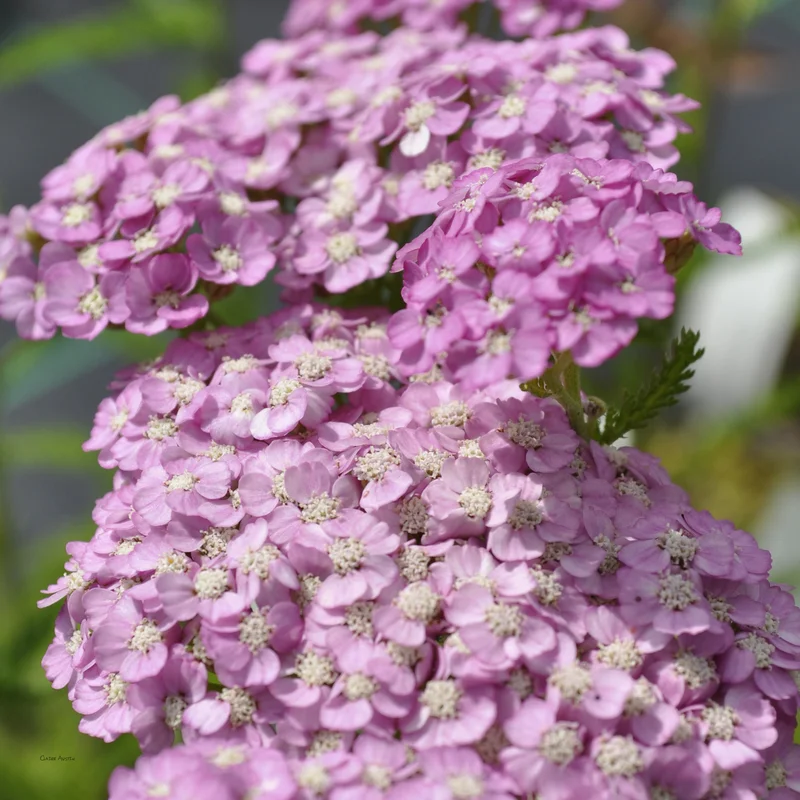 claireaustin-hardyplants2980363