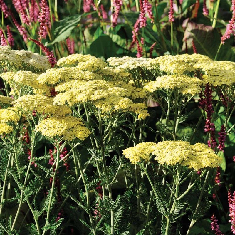 claireaustin-hardyplants2980420