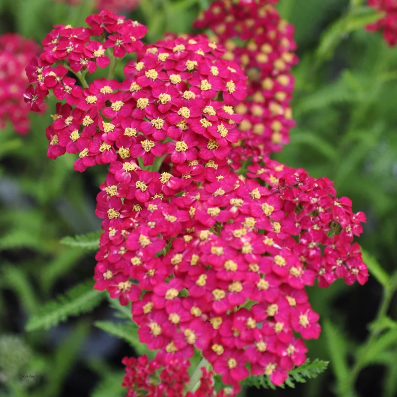 claireaustin-hardyplants2980534