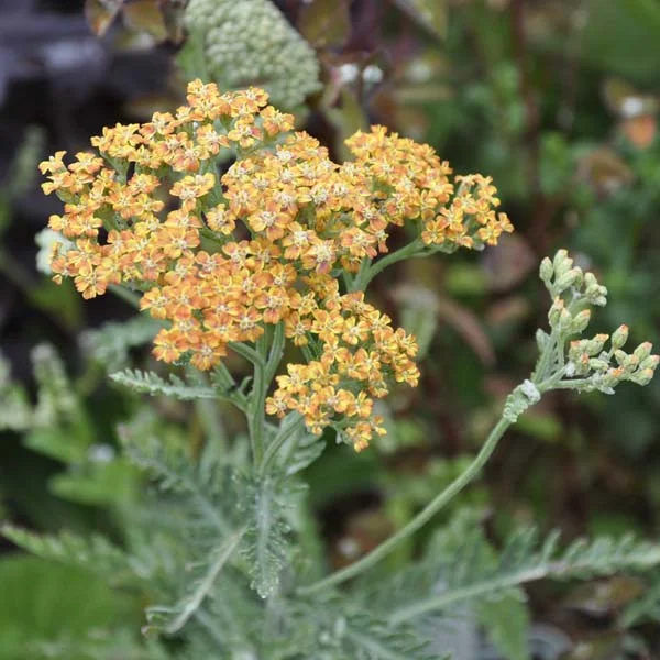 claireaustin-hardyplants2980585
