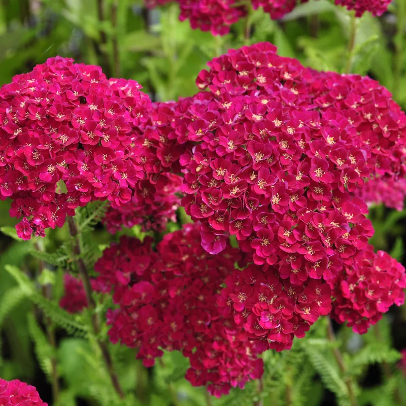 claireaustin-hardyplants2980711