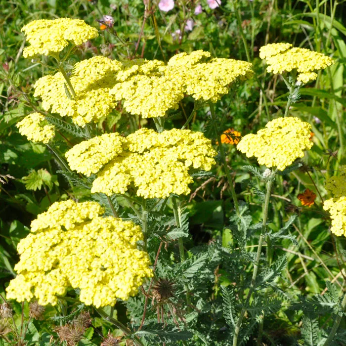claireaustin-hardyplants2980848