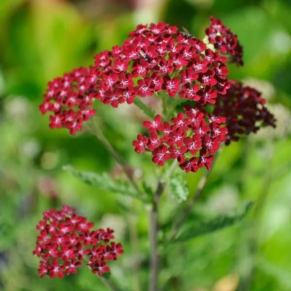 claireaustin-hardyplants2980863