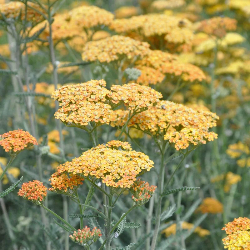 claireaustin-hardyplants2980966