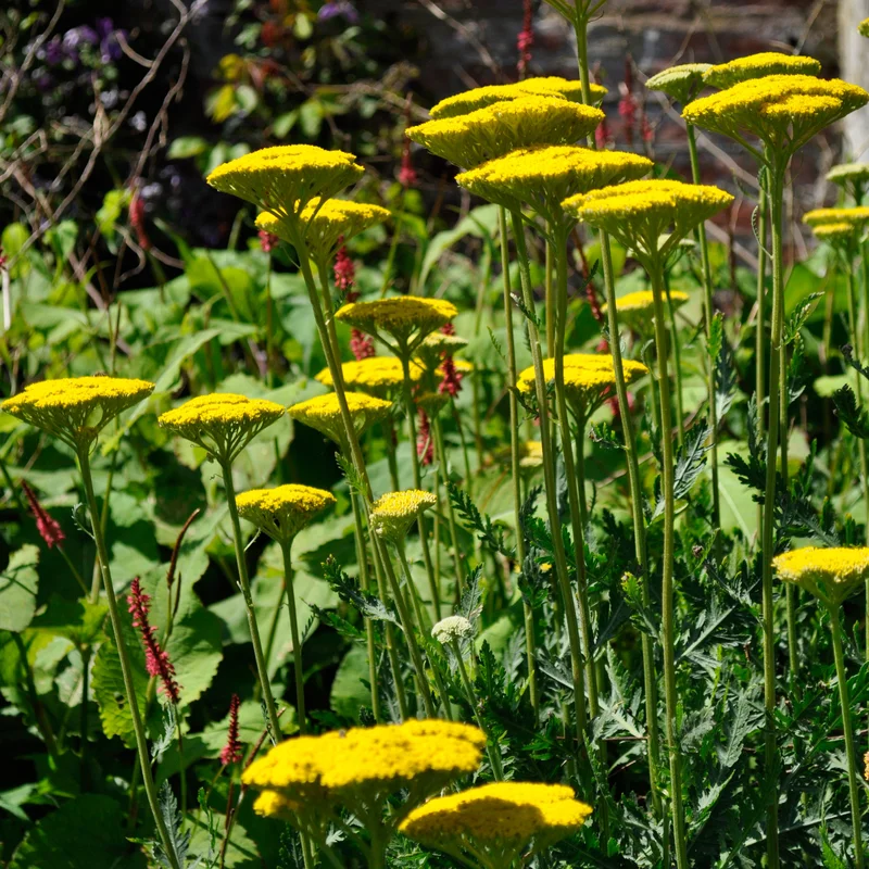 claireaustin-hardyplants2981090