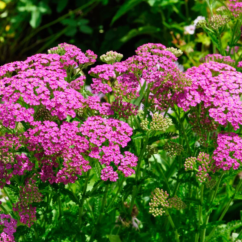 claireaustin-hardyplants2981138