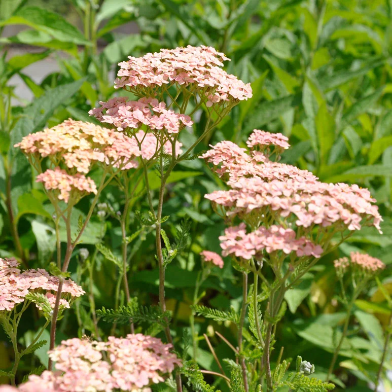 claireaustin-hardyplants2981166