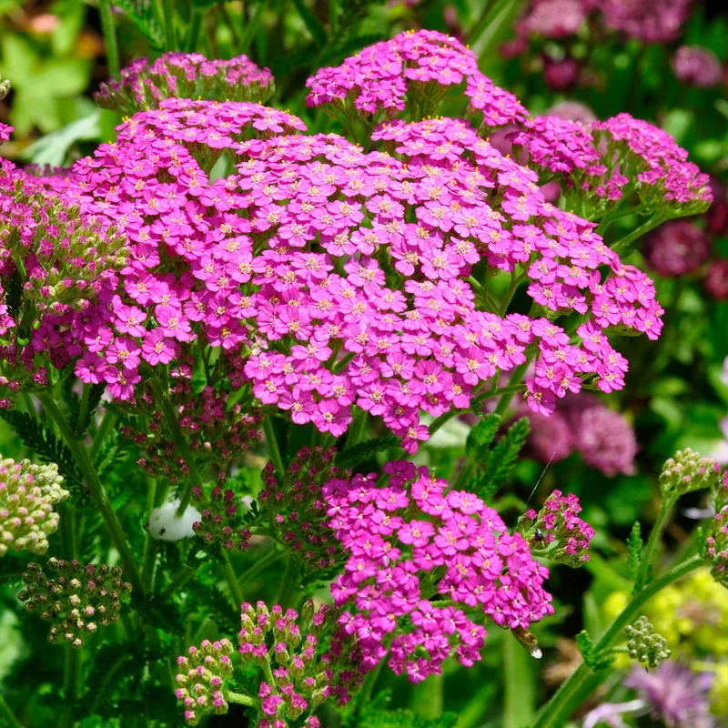 claireaustin-hardyplants2981239