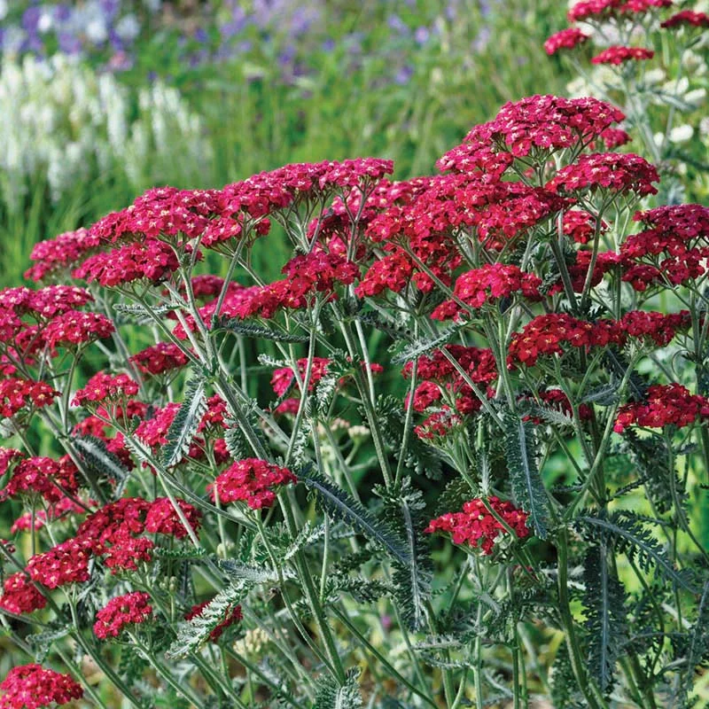 claireaustin-hardyplants2981270