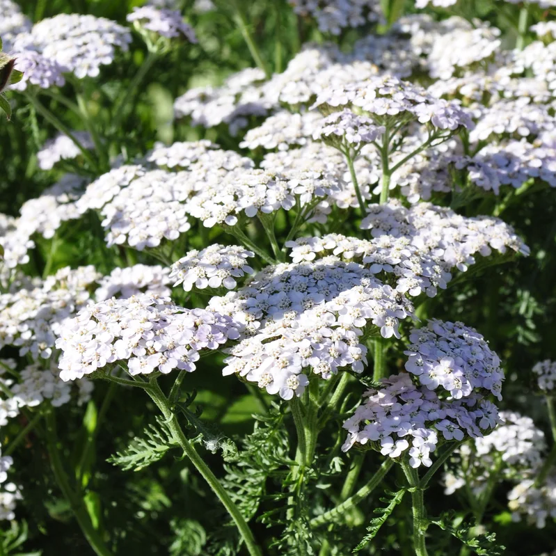 claireaustin-hardyplants2981371