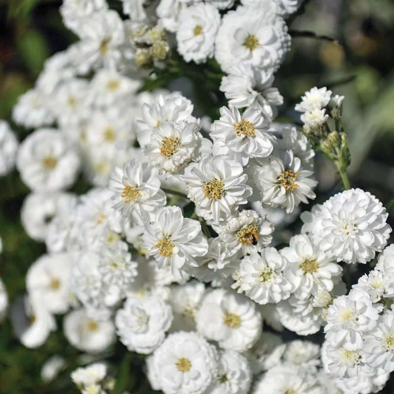 claireaustin-hardyplants2981408