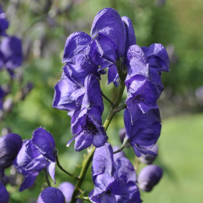 claireaustin-hardyplants2981464