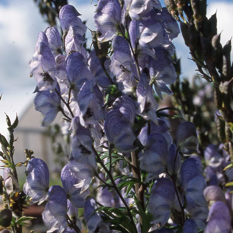 claireaustin-hardyplants2981538