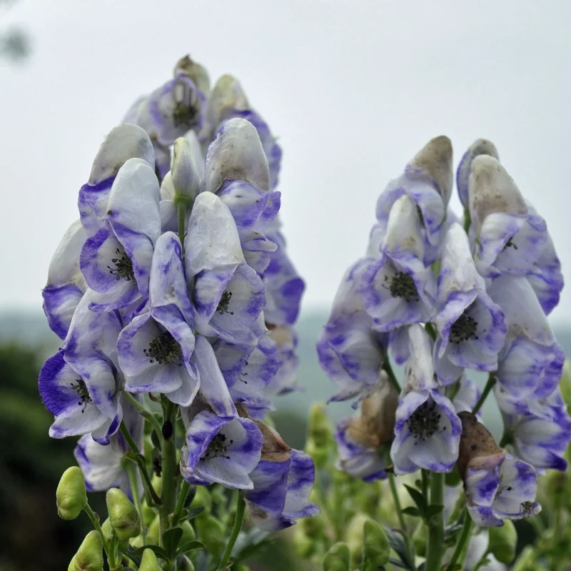 claireaustin-hardyplants2981617