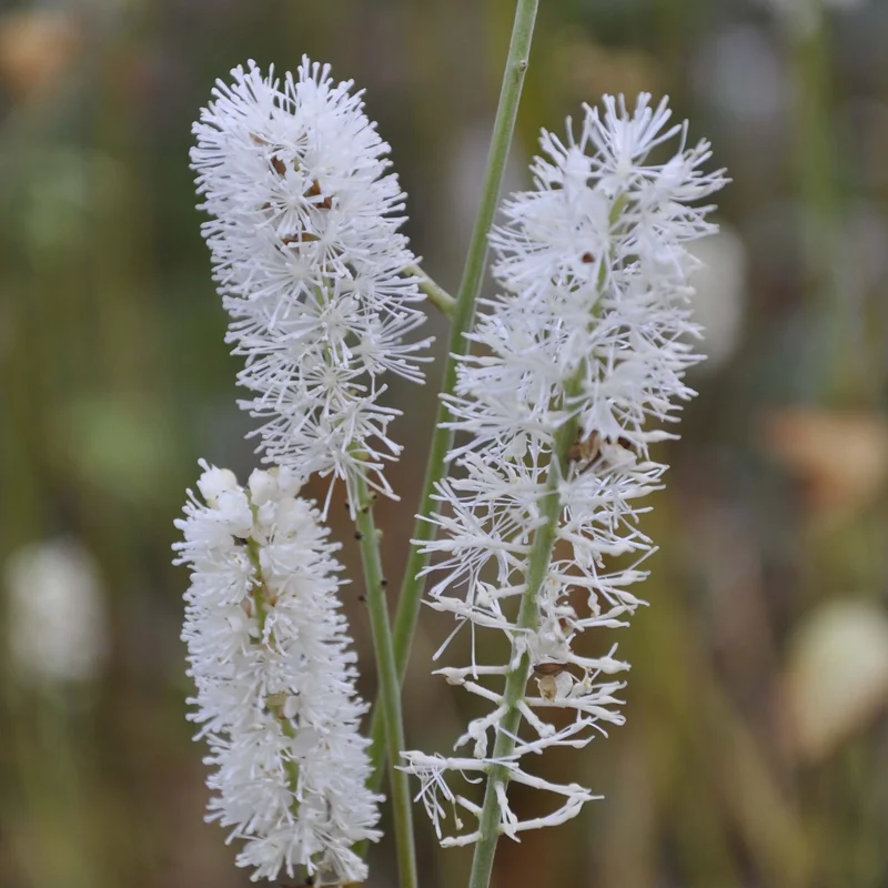 claireaustin-hardyplants2981657