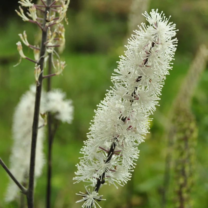 claireaustin-hardyplants2981742