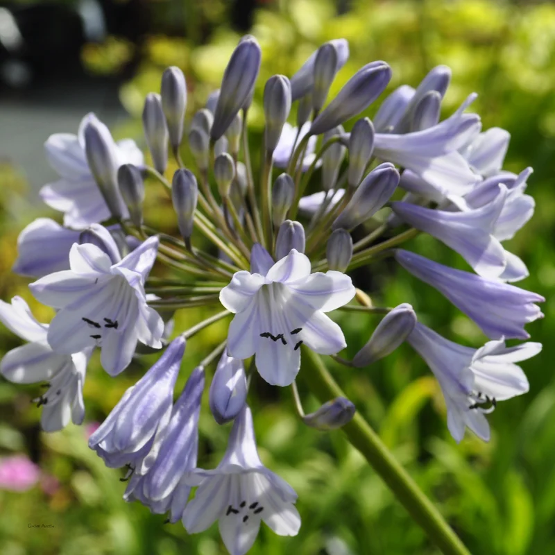 claireaustin-hardyplants2981862
