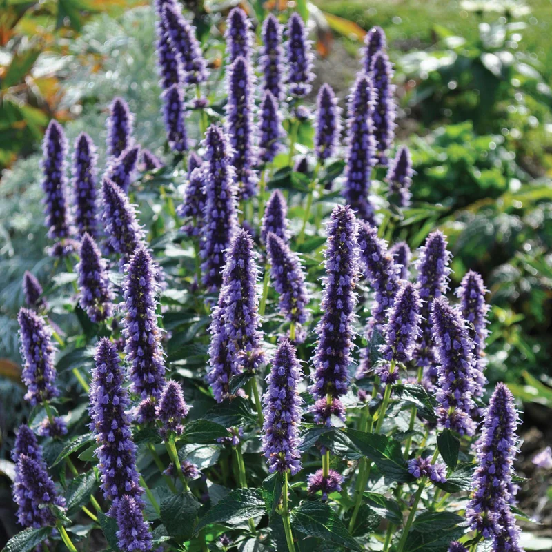 claireaustin-hardyplants2981997
