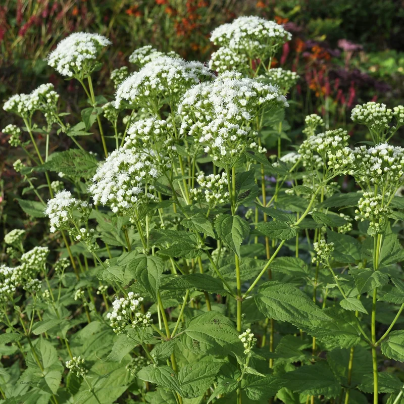 claireaustin-hardyplants2982113