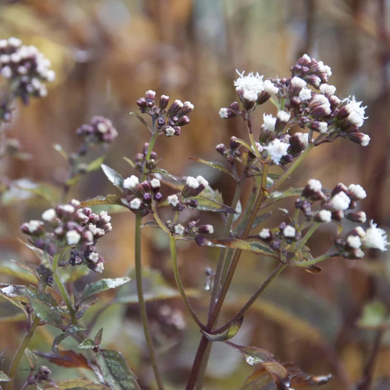 claireaustin-hardyplants2982143