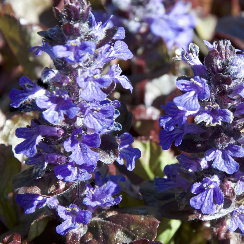 claireaustin-hardyplants2982257