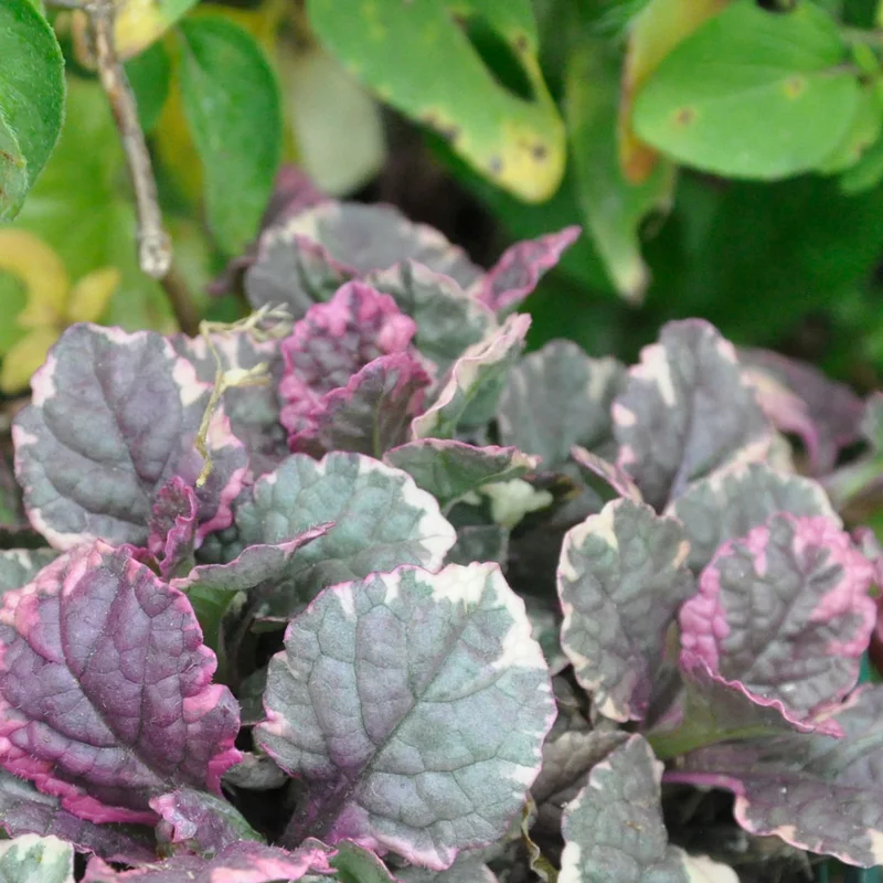 claireaustin-hardyplants2982287