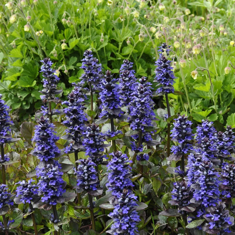 claireaustin-hardyplants2982414