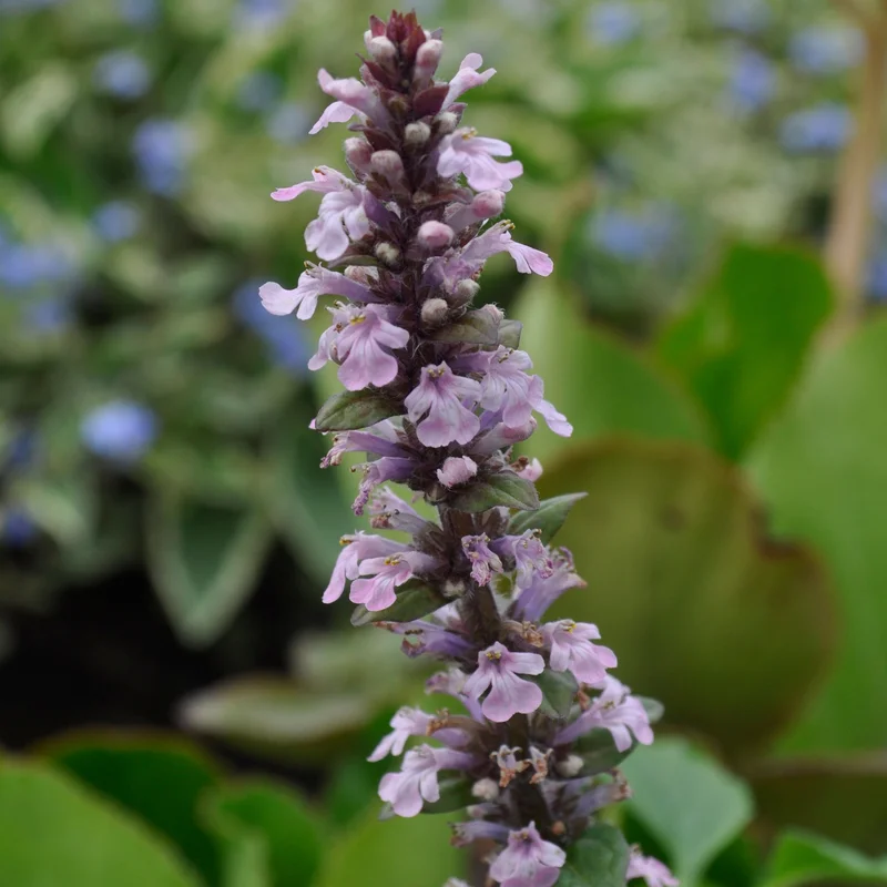 claireaustin-hardyplants2982453