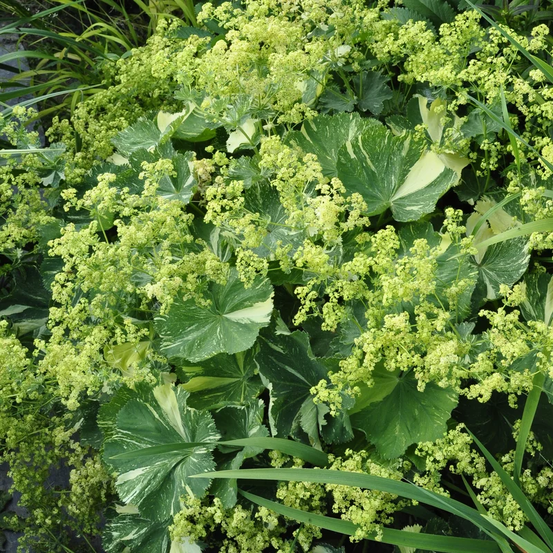 claireaustin-hardyplants2982850